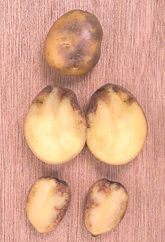 blight potato tuber wikia