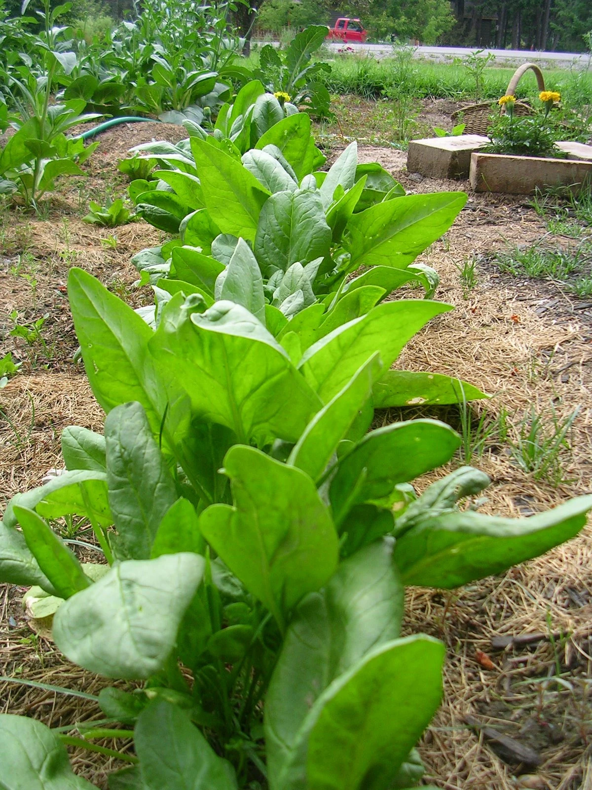 Spinach WikiGardener FANDOM powered by Wikia