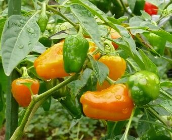 Capsicum Chinense Orange Plum Wikigardener Fandom
