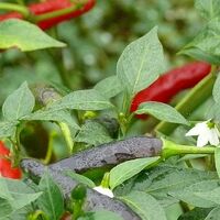 Capsicum Annuum Goat S Weed Wikigardener Fandom