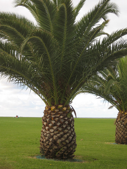 image treee jpg wikigardener
