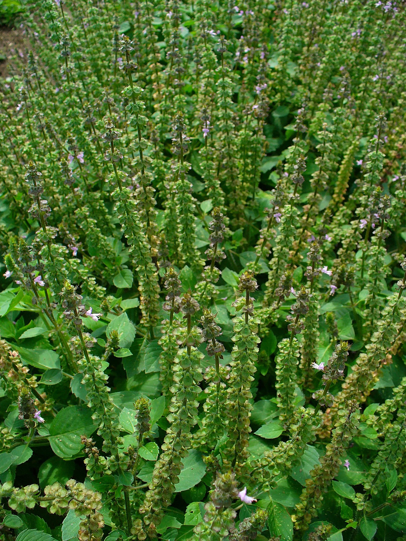 American basil WikiGardener FANDOM powered by Wikia