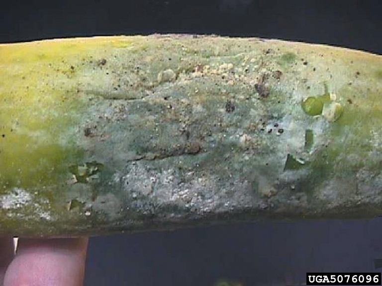 cucumber blight