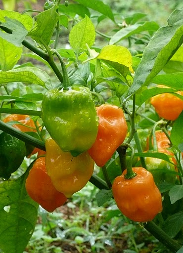 Capsicum chinense 'Chichen itza' | WikiGardener | FANDOM powered by Wikia