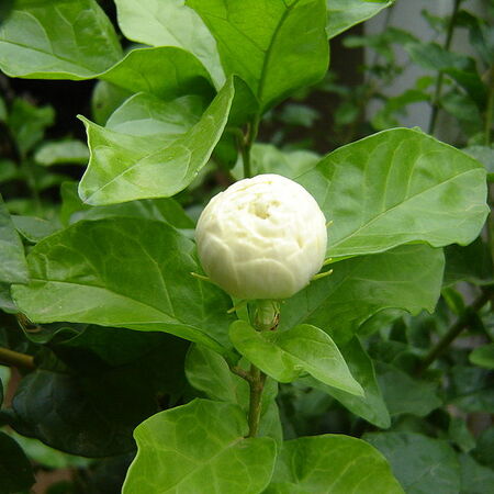 Jasmine Gardening Wiki Fandom