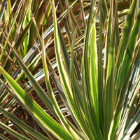 Dracaena Marginata Gardening Wiki Fandom