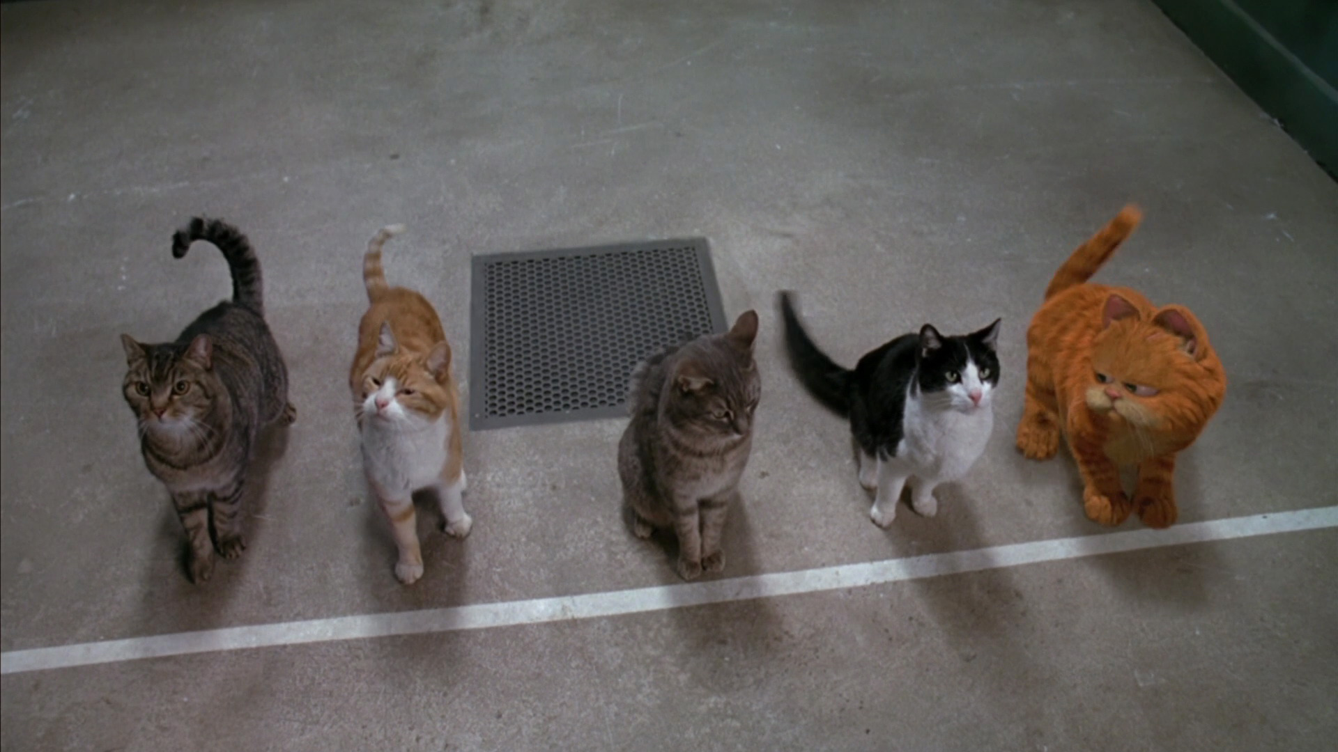 Image Garfield with All Of Cats.jpg Garfield Wiki FANDOM powered