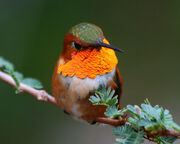 Kolibri