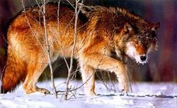 Redwolf
