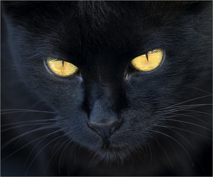 Resultado de imagen de gatos negro