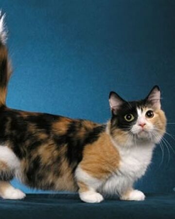 Gato Munchkin Wiki Gatopedia Fandom