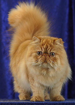 Gato persa | Wiki Gatopedia | Fandom
