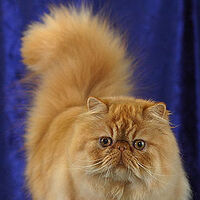 Gato Persa Wiki Gatopedia Fandom