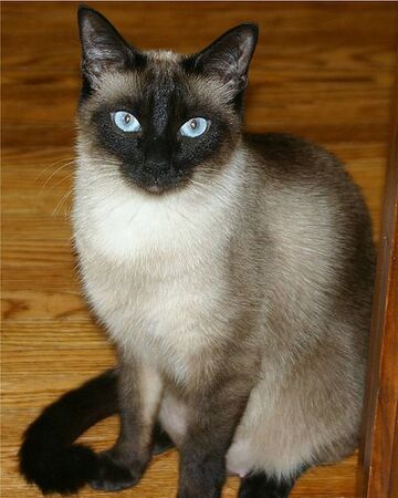 Gato Siames Wiki Gatopedia Fandom