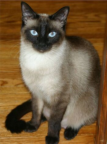Gato siamés | Wiki Gatopedia | Fandom