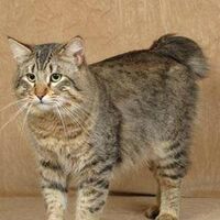 Gato Pixie Bob Wiki Gatopedia Fandom