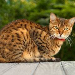 Gato bengala | Wiki Gatopedia | FANDOM powered by Wikia