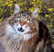 Main Coon