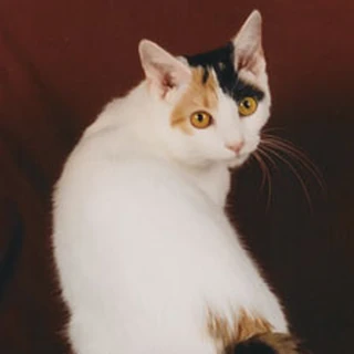 Gato bobtail japonés | Wiki Gatopedia | Fandom