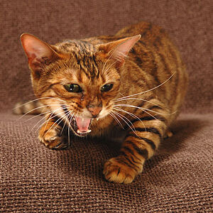 Gato Toyger Wiki Gatopedia Fandom