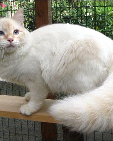 Gato Neva Masquerade Wiki Gatopedia Fandom