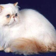 Gato Himalayo Wiki Gatopedia Fandom
