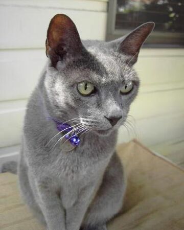 Gato Azul Ruso Wiki Gatopedia Fandom