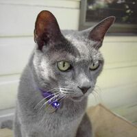 Gato Azul Ruso Wiki Gatopedia Fandom