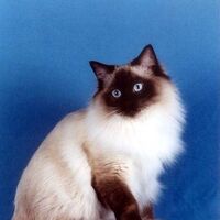 Gato Himalayo Wiki Gatopedia Fandom