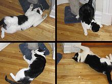 220px-Catnip-effects