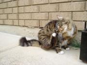 Munchkin gato