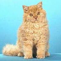 Gatos De Pelo Rizado Wiki Gatopedia Fandom
