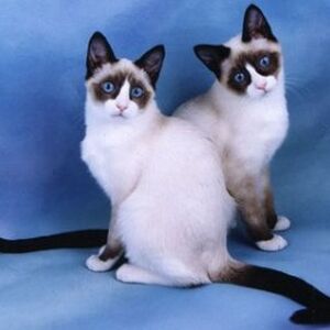 Gato Snowshoe Wiki Gatopedia Fandom
