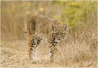 Lynx rufus2