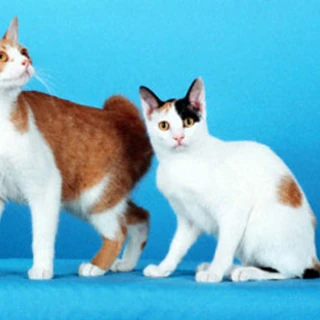 Gato bobtail japonés | Wiki Gatopedia | FANDOM powered by Wikia