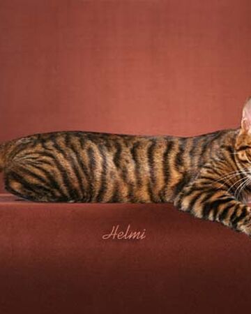 Gato Toyger Wiki Gatopedia Fandom