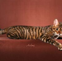Gato Toyger Wiki Gatopedia Fandom