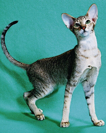 Gato Oriental Wiki Gatopedia Fandom