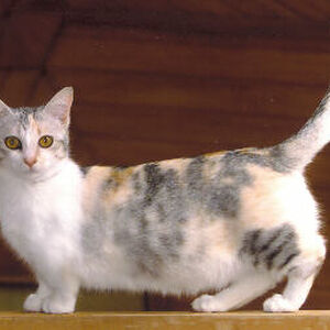 Gato Munchkin Wiki Gatopedia Fandom
