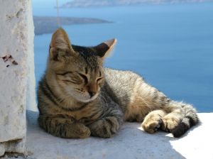 Gato-verano2