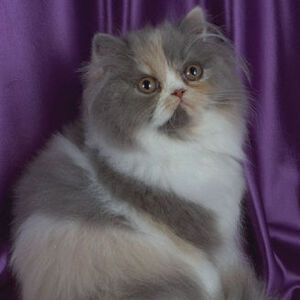Gato Persa Wiki Gatopedia Fandom