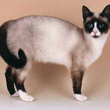 Gato Snowshoe Wiki Gatopedia Fandom