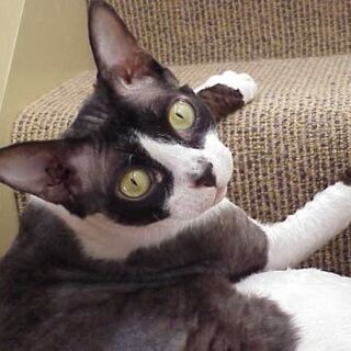 Gato devon rex | Wiki Gatopedia | FANDOM powered by Wikia