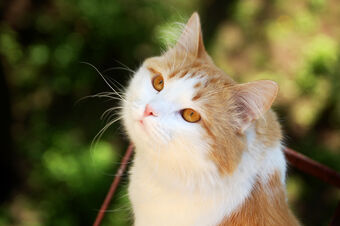 Curiosidades Sobre Os Gatos Wiki Gatopedia Fandom