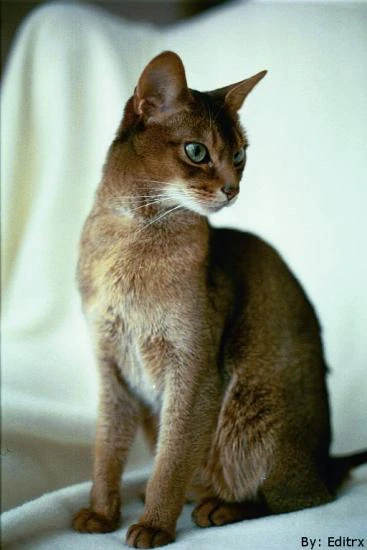 Gato abisinio Wiki Gatopedia FANDOM powered by Wikia