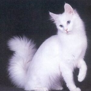 Gato Angora Turco Wiki Gatopedia Fandom