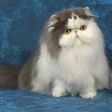 Gato Persa Wiki Gatopedia Fandom