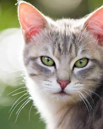 Gato Los Gatos Guerreros Wiki Fandom
