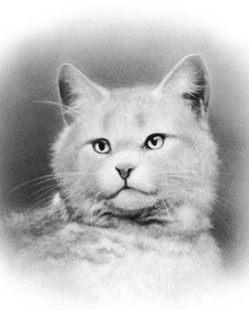 Tormenta Blanca Los Gatos Guerreros Wiki Fandom