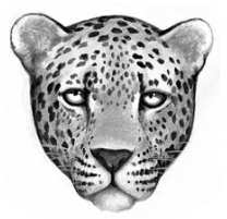 Logo-leopardclan